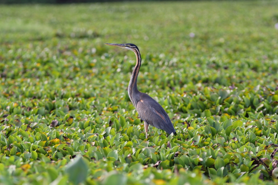 Recent Sightings 21st-27th May